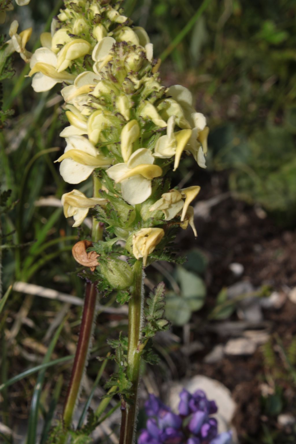 Pedicularis elongata